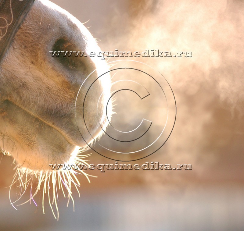 breathing-horse.jpg