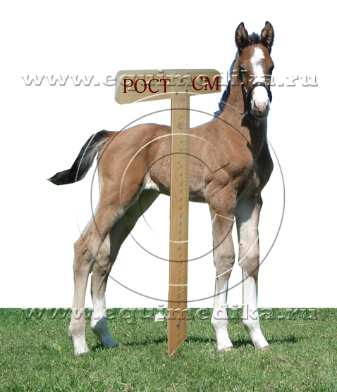 foal copy.jpg