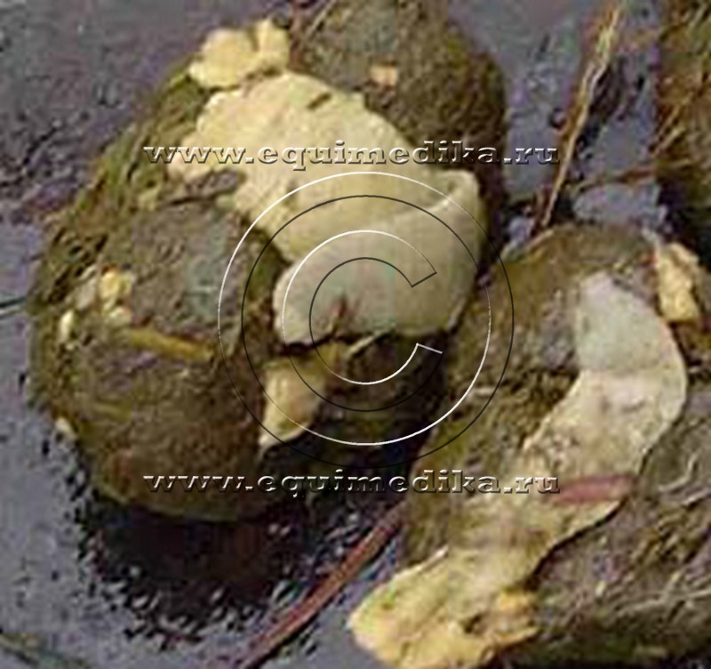 Anoplocephala Perfoliata2 .jpg
