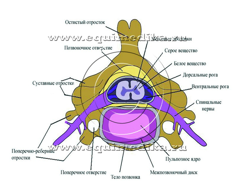 рис 1.jpg