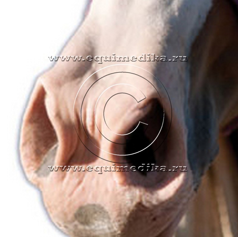 horse_nose.jpg