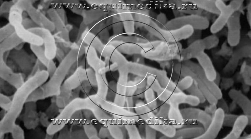 rhodococcus.jpg