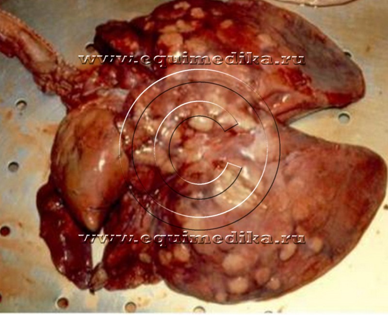 rhodococcuslung_pnevmonia.jpg