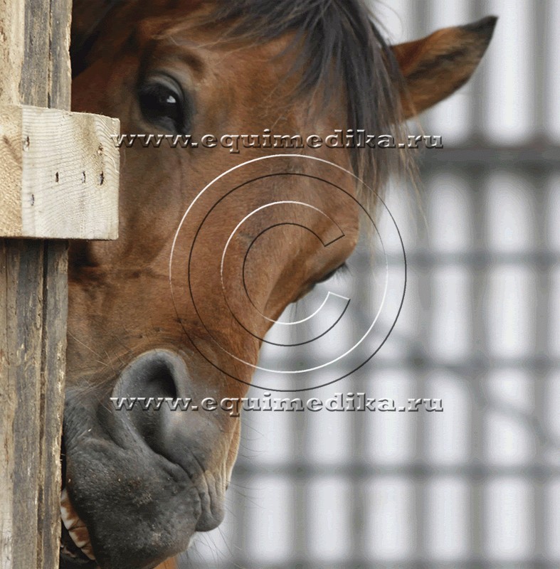 cribbing-horse-e1364406679776.jpg