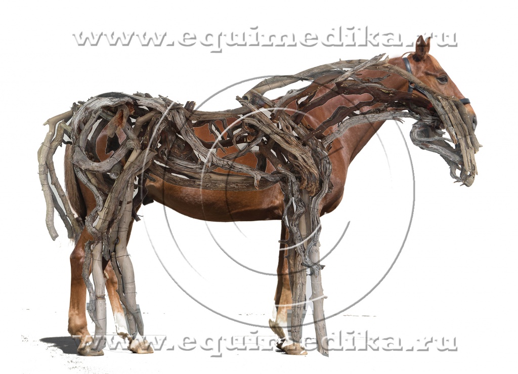 деревянные мышцы_ART_0523_new.jpg