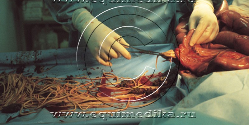 Parascaris equorum_crop.jpg