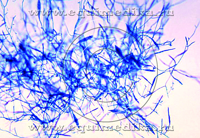 Microsporum