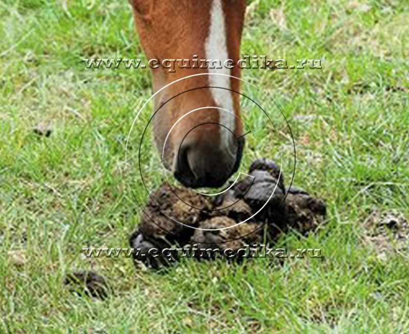 horse-smelling-manure.jpg