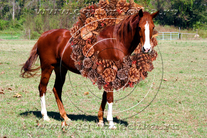 horse copy.jpg