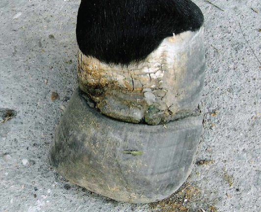 Eжовое копыто