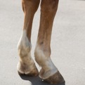 laminitis.jpg